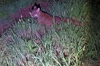 Operativo en Frutillar tras hallazgo de puma herido