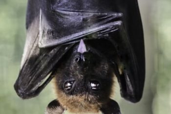 ISP confirmó caso de murciélago con rabia en Frutillar