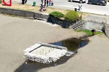 Frutillar implementa humedal depurador para reducir contaminación en el lago