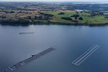 Alcalde de Frutillar propone plazo de 3 a 5 años para retiro de salmoneras