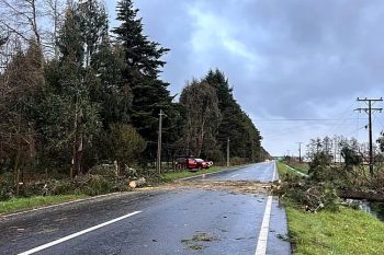 Tegualda: caída de árboles afecta tránsito y servicio eléctrico